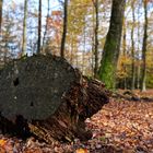 Herbstimpressionen im Laubwald