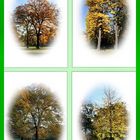 Herbstimpressionen im Luisenpark