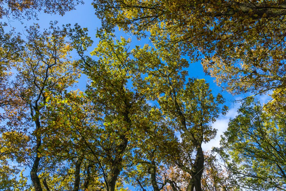 Herbstimpressionen im Münsterland 2017 (5)