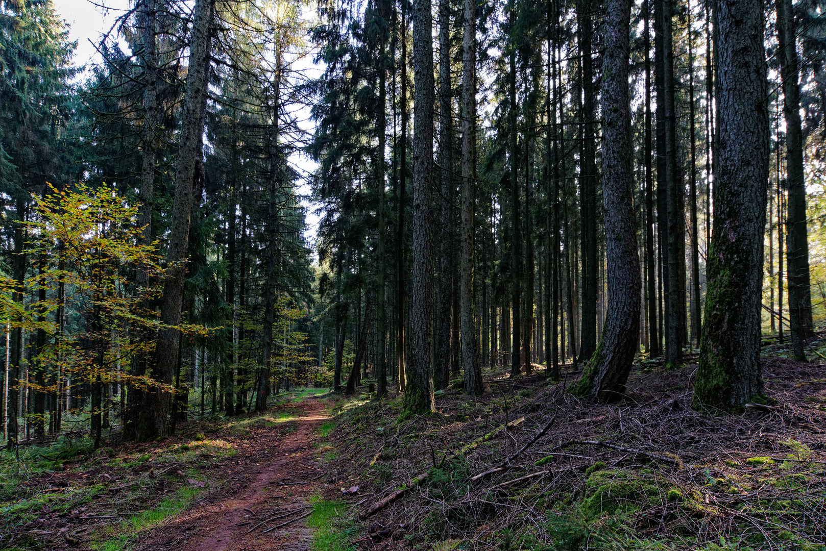 Herbstimpressionen im Nadelwald