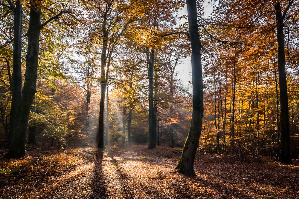 Herbstimpressionen im Pfälzer Wald Foto &amp; Bild | landschaft, wald ...