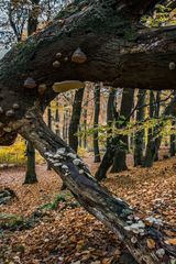 Herbstimpressionen im Wald (1)