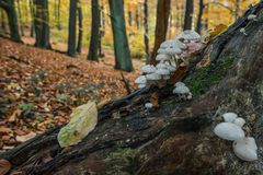 Herbstimpressionen im Wald (2)