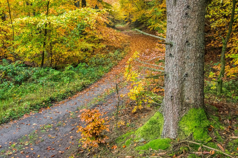 Herbstimpressionen im Wald (3)