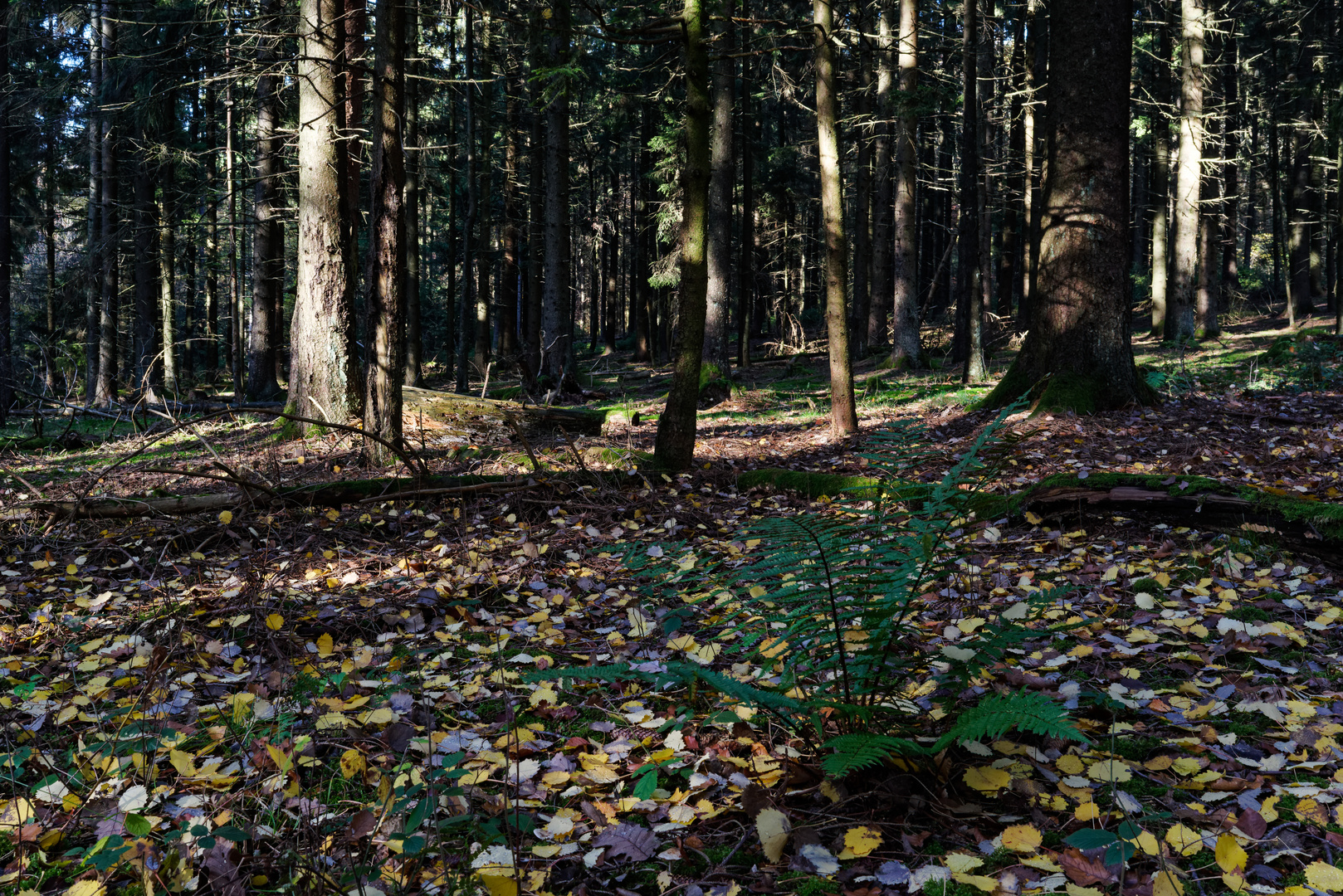 Herbstimpressionen im Wald