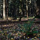 Herbstimpressionen im Wald