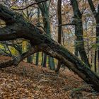 Herbstimpressionen im Wald (4)