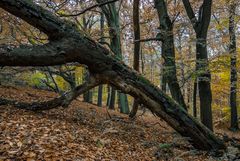 Herbstimpressionen im Wald (4)