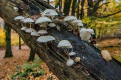 Herbstimpressionen im Wald (4)