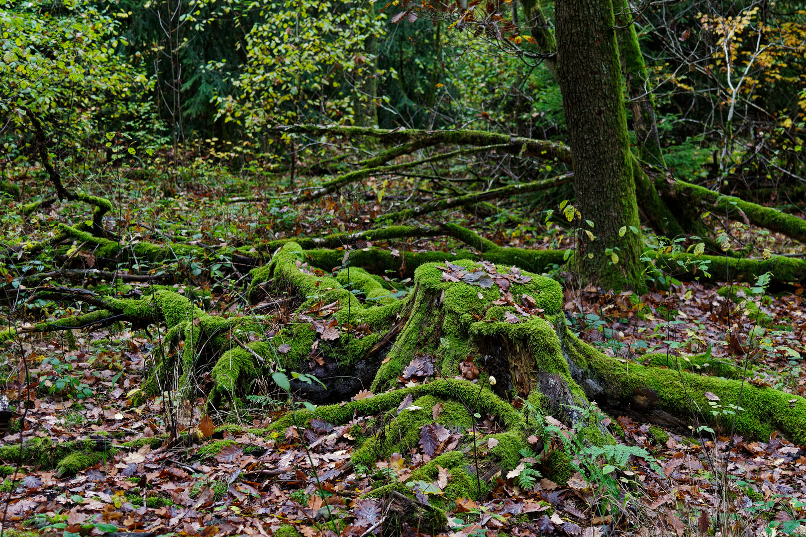 Herbstimpressionen im Wald