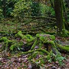 Herbstimpressionen im Wald