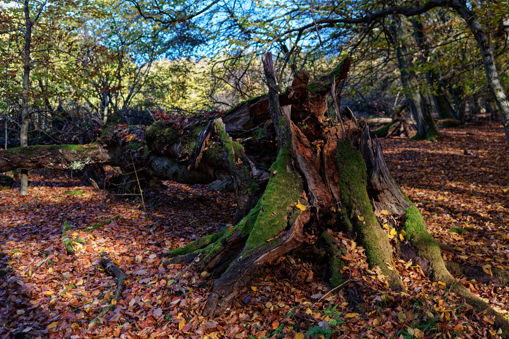 Herbstimpressionen im Wald