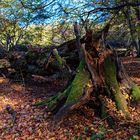 Herbstimpressionen im Wald