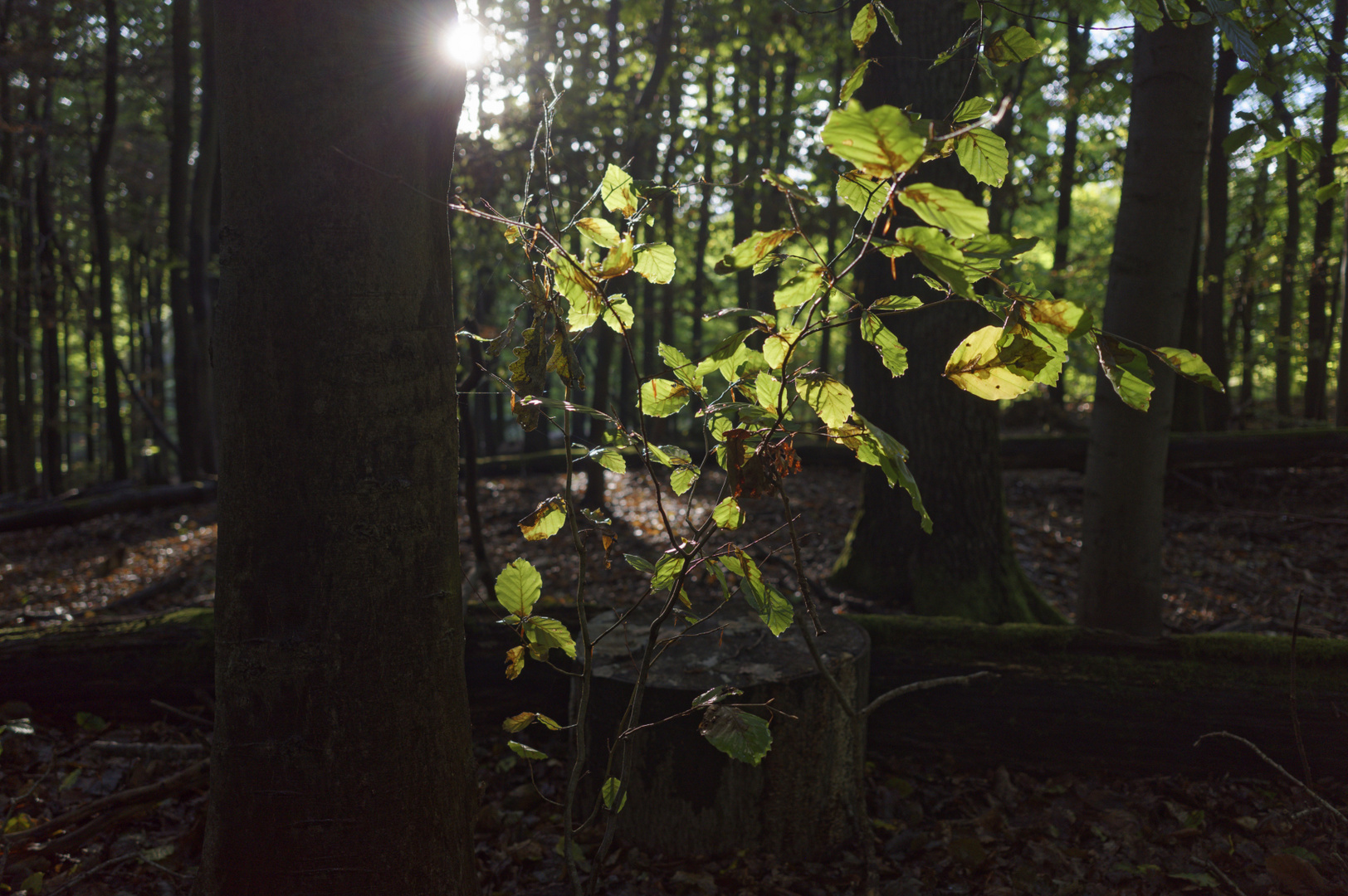 Herbstimpressionen im Wald