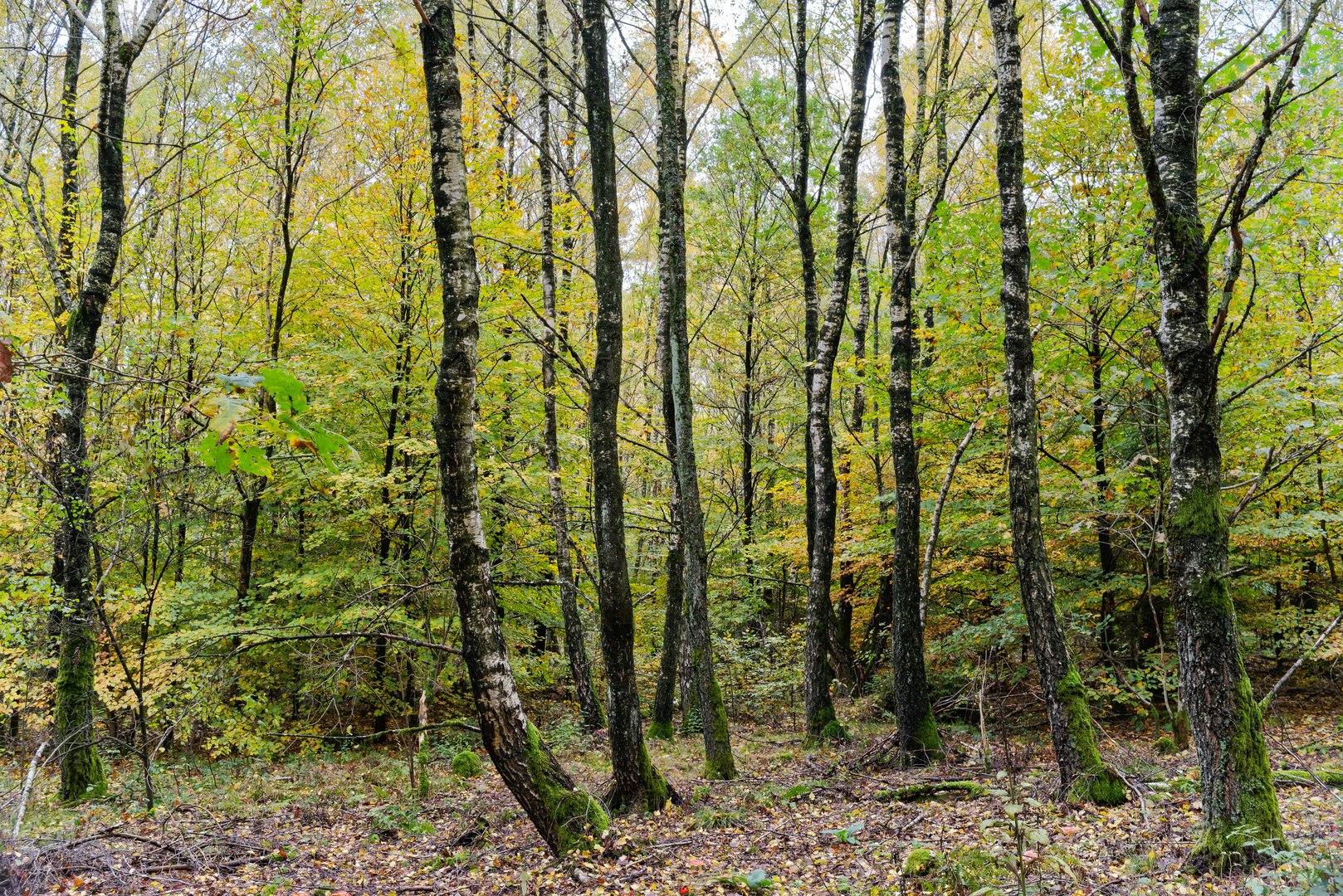 Herbstimpressionen im Wald