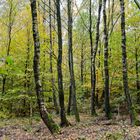 Herbstimpressionen im Wald