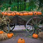 Herbstimpressionen im Wildpark