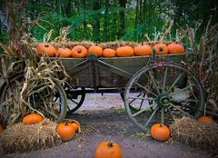 Herbstimpressionen im Wildpark