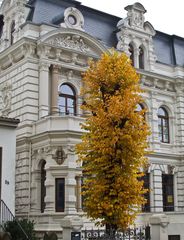 Herbstimpressionen in der Großstadt 3