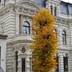 Herbstimpressionen in der Großstadt 3