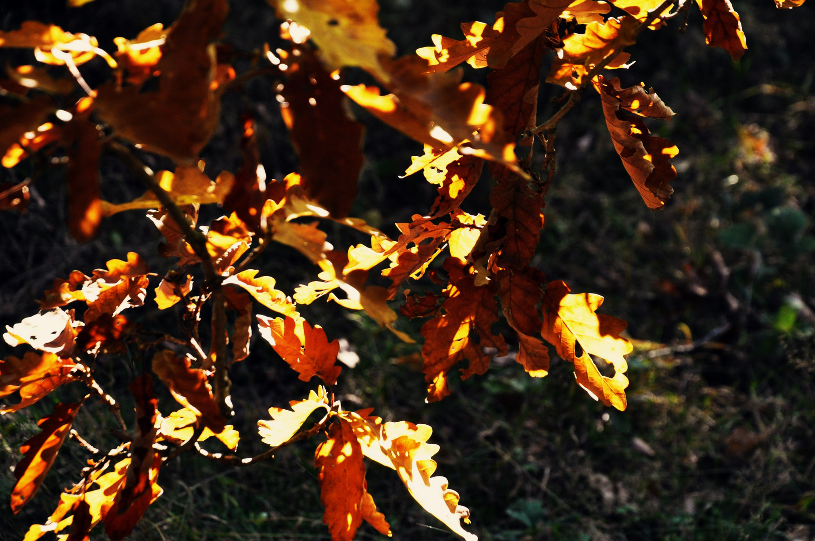 Herbstimpressionen in der Natur 2