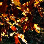 Herbstimpressionen in der Natur 2