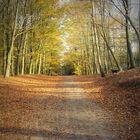 Herbstimpressionen......... in Holland