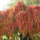 Herbstimpressionen in Ostfriesland