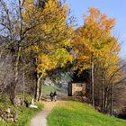 Herbstimpressionen in Südtirol