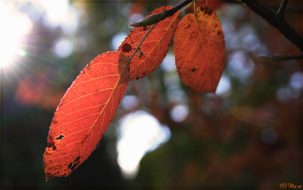 Herbstimpressionen IV