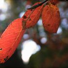 Herbstimpressionen IV