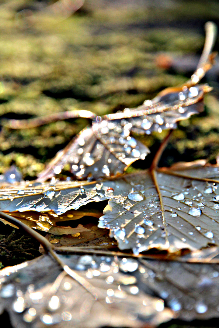 Herbstimpressionen IV