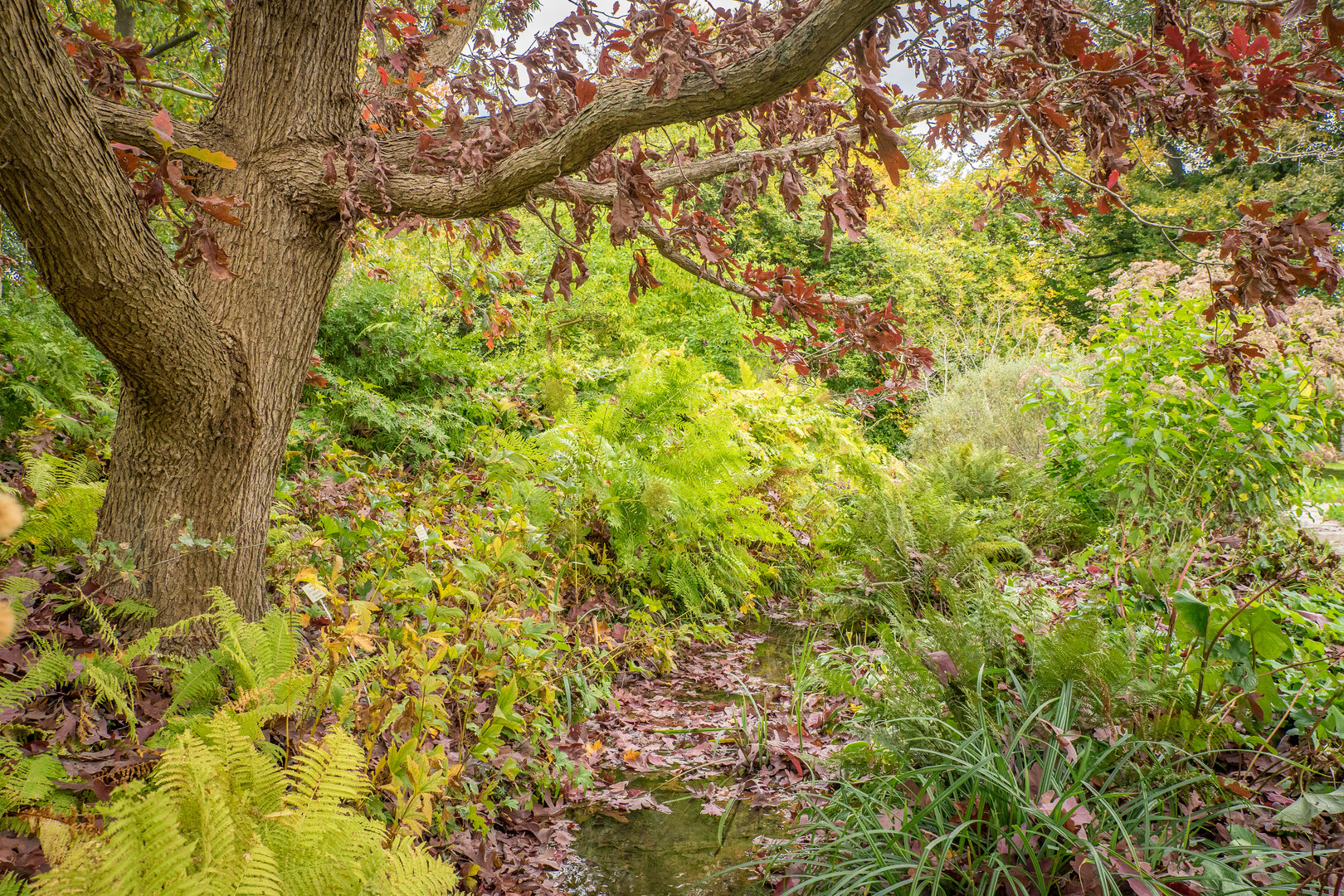 Herbstimpressionen IV - Berggarten/Hannover