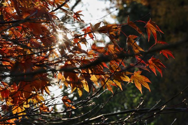 Herbstimpressionen IV