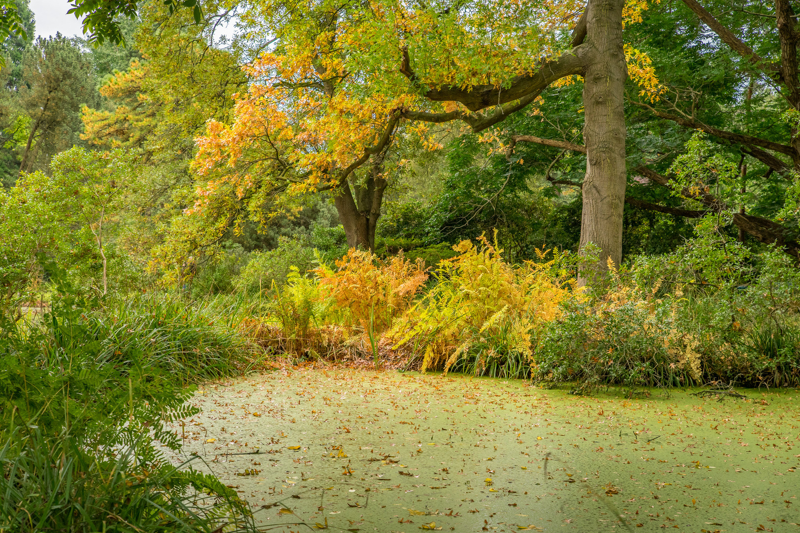 Herbstimpressionen IX - Berggarten/Hannover