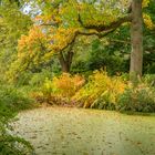 Herbstimpressionen IX - Berggarten/Hannover