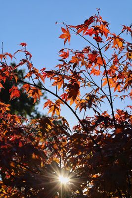Herbstimpressionen IX