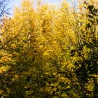 herbstimpressionen kurpark tecklenburg