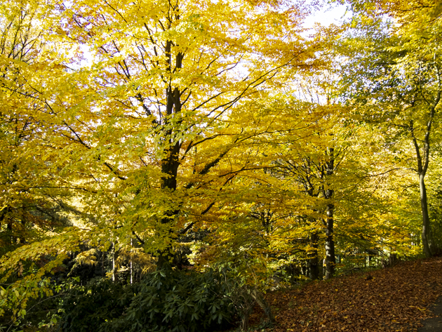 herbstimpressionen kurpark tecklenburg