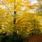 herbstimpressionen kurpark tecklenburg