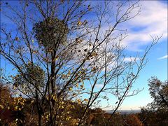 Herbstimpressionen - Misteln