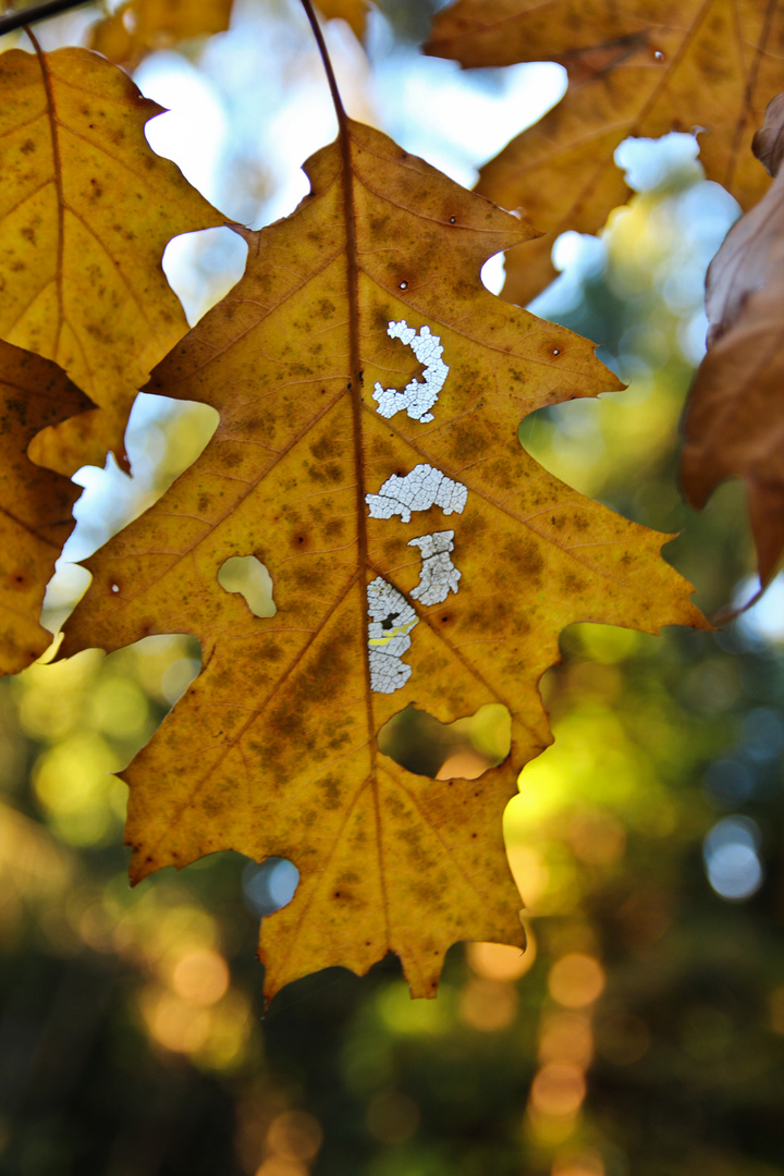 Herbstimpressionen - N°1