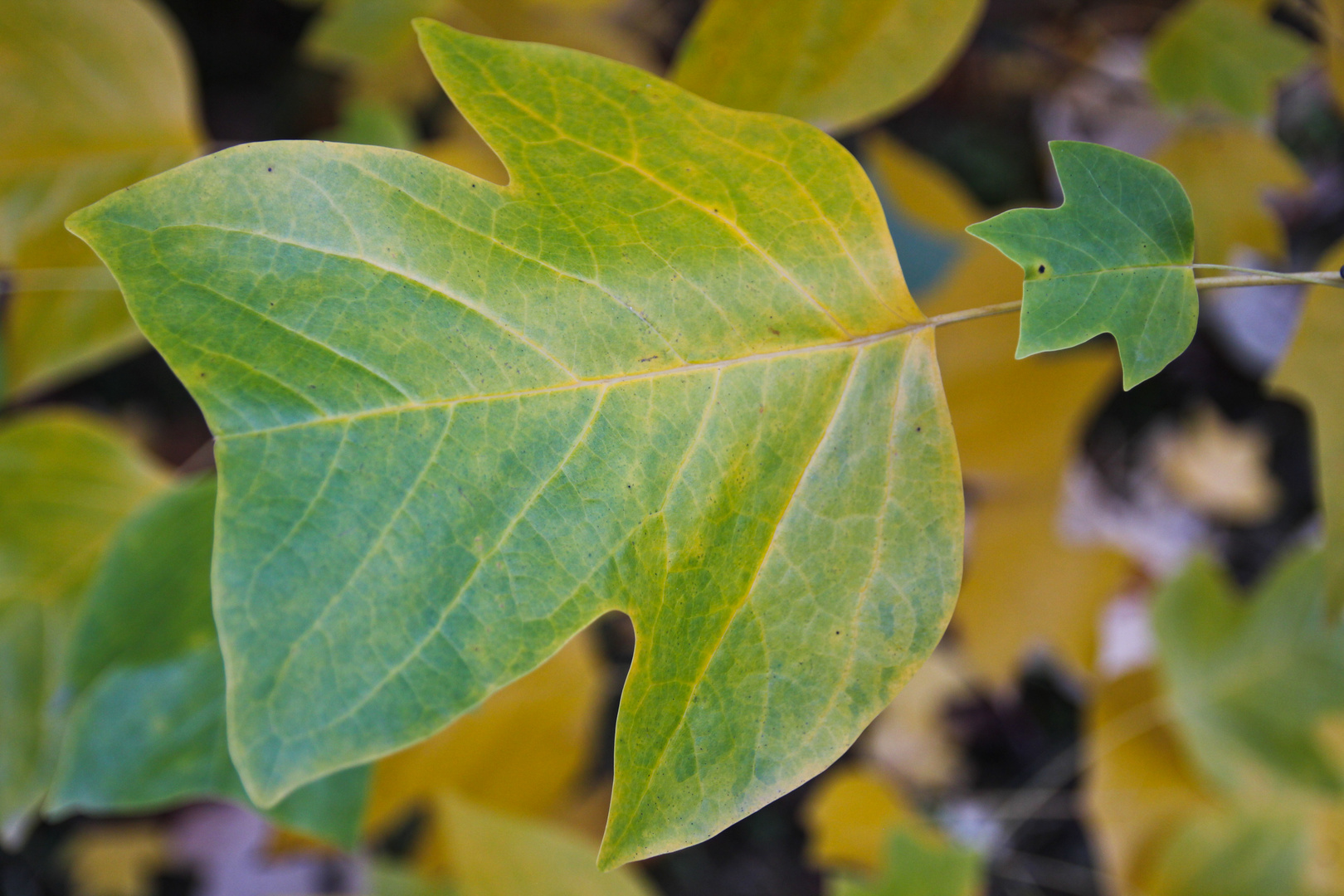 Herbstimpressionen - N°2