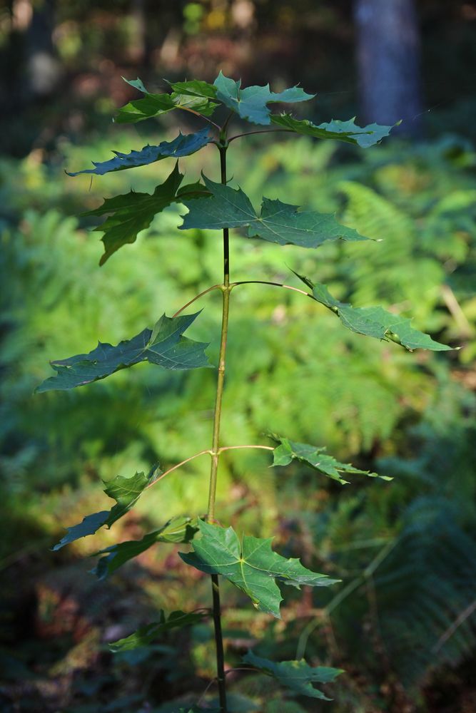 Herbstimpressionen  - N°4