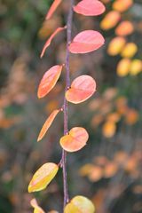 herbstimpressionen Nr. 11