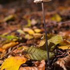 Herbstimpressionen: Only the lonely