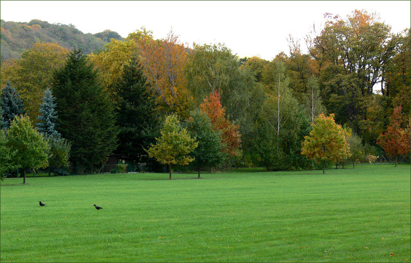 Herbstimpressionen - Pillnitzer Park