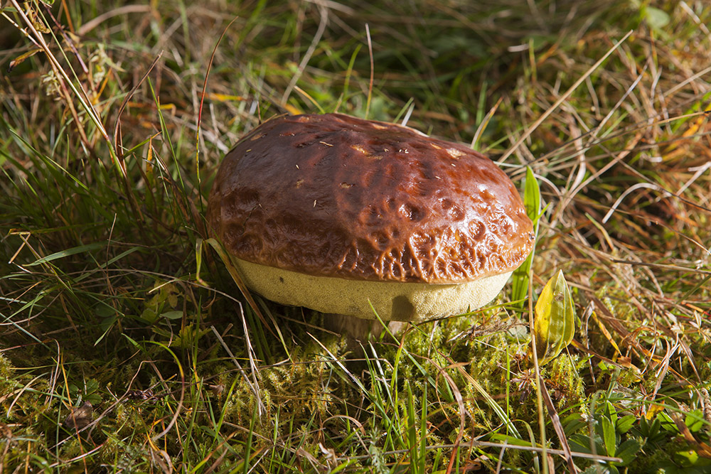 Herbstimpressionen: Pilz Burger