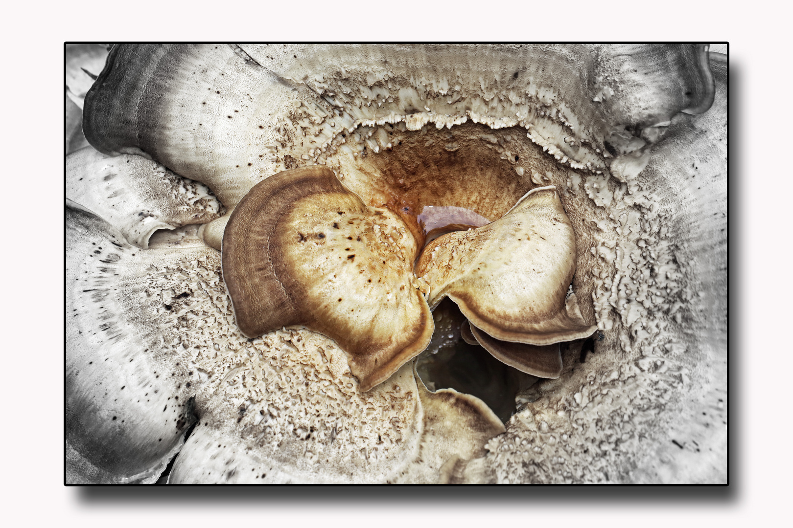 Herbstimpressionen - Pilze