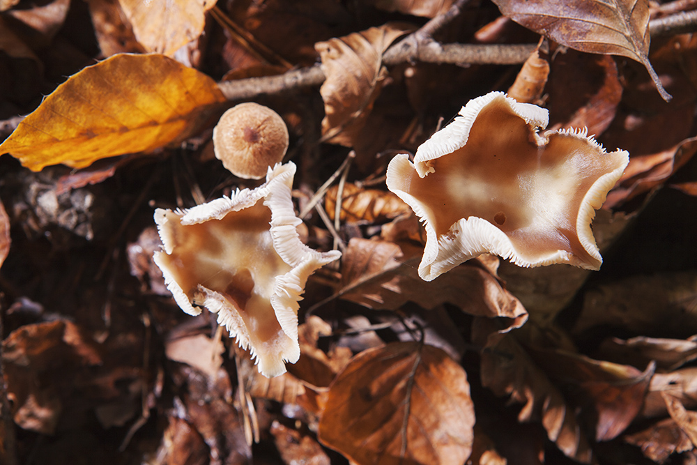 Herbstimpressionen: Schirmling?